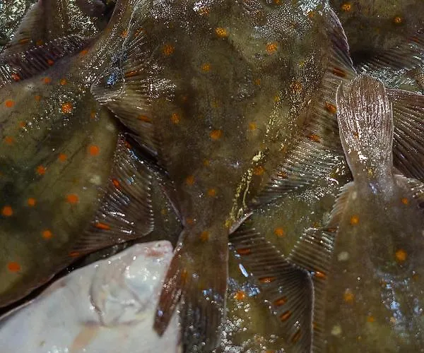 Duplex 2 Pieces Port Cabourg - 2 A 4 Personnes - Terrasse - Vue Port - Proche *